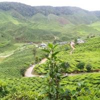 Tea plantation